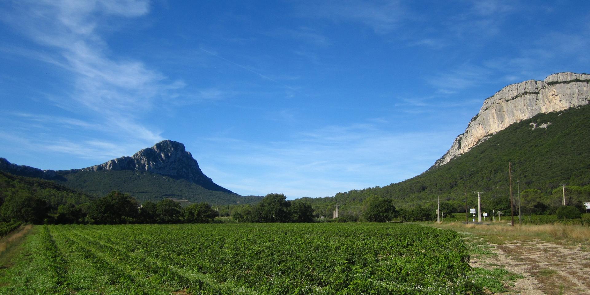 Pic Saint Loup et Hortus