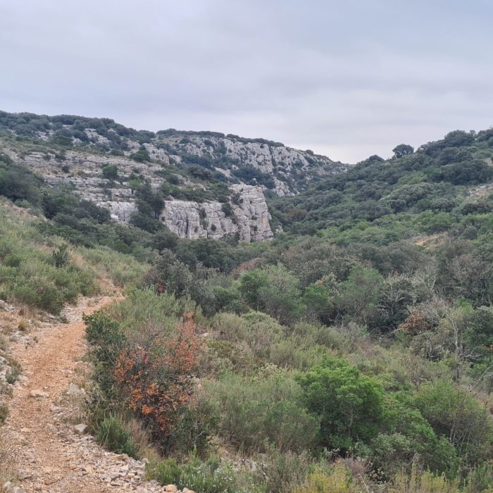 Garrigue