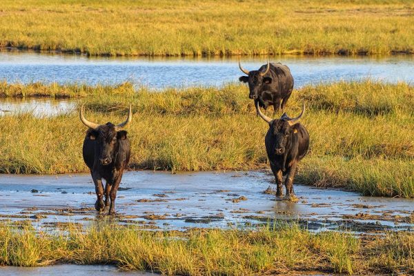 La Camargue