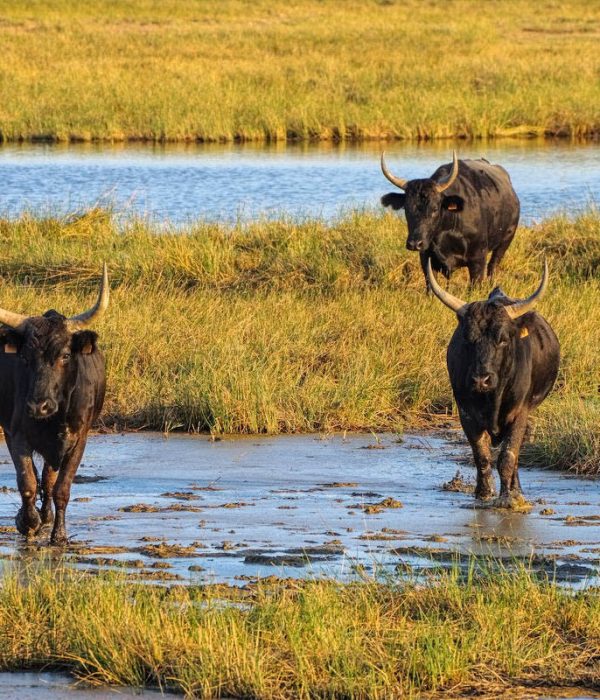 La Camargue