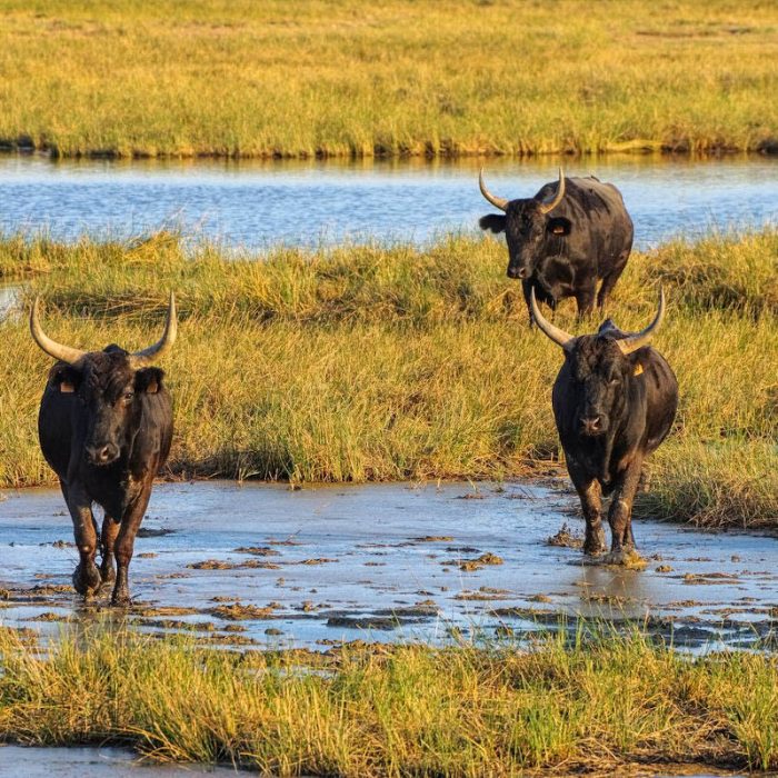 La Camargue