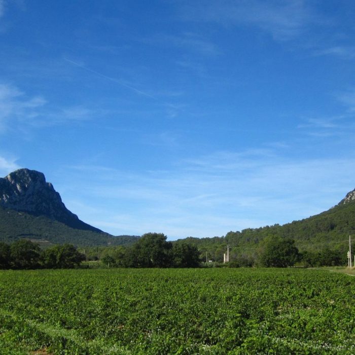 Pic Saint Loup et Hortus