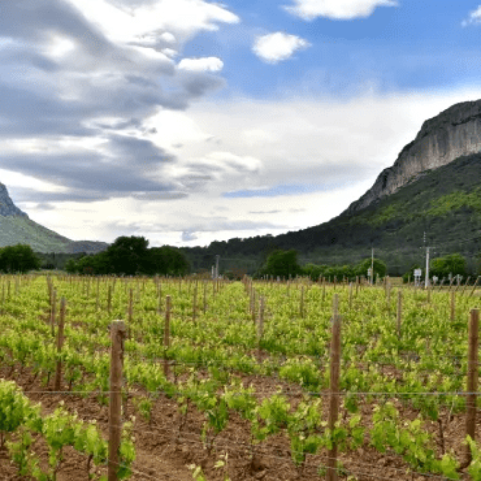 Pic Saint Loup et Hortus